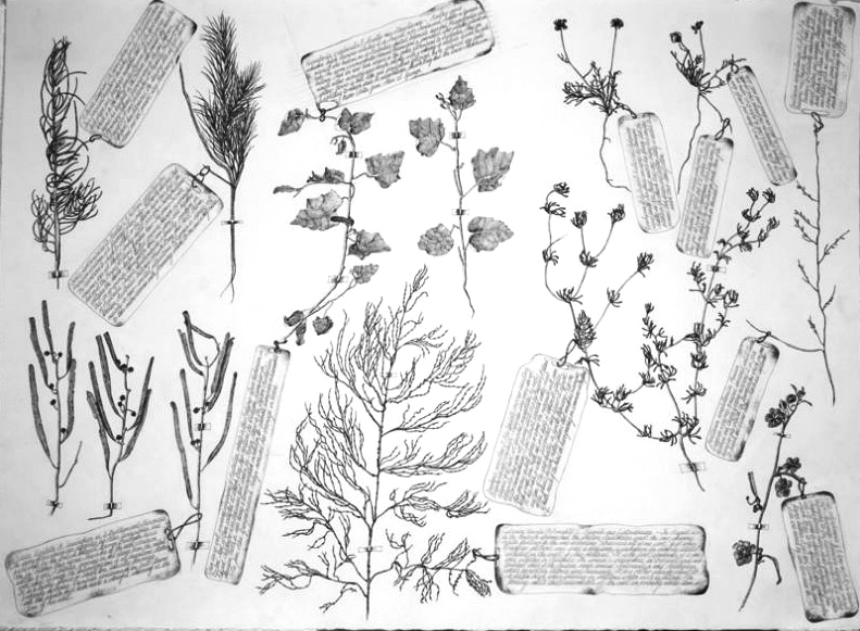 A Second Selection Of The Oldest Known Botanical Specimens From The Australian Continent Collected By William Dampier In 1699 Ink Each 60 X 72Cm