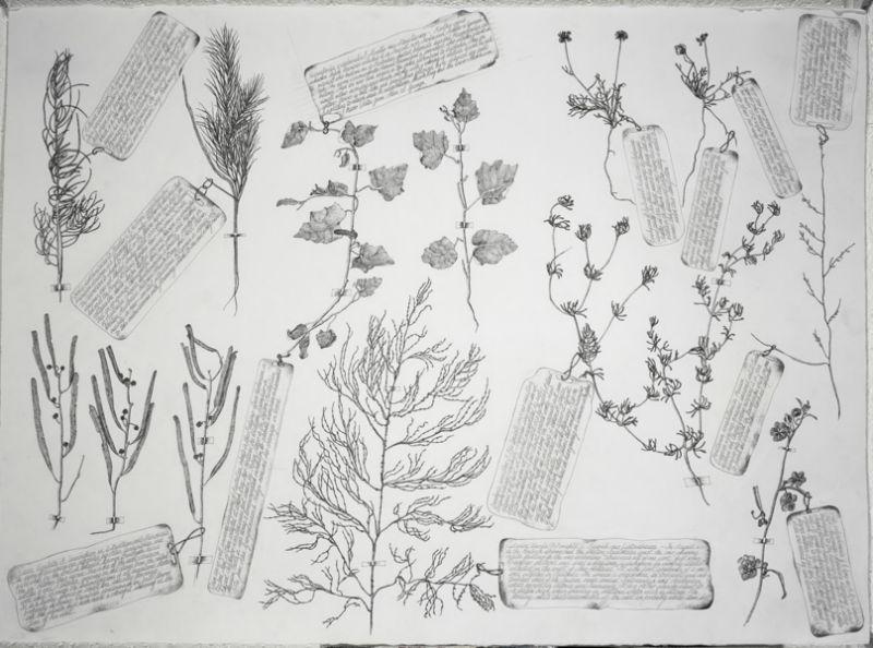 A Selection of the oldest known botanical specimens from the Australian Continent Collected by William Dampier In 1699, ink, each 60 x 72cm SOLD