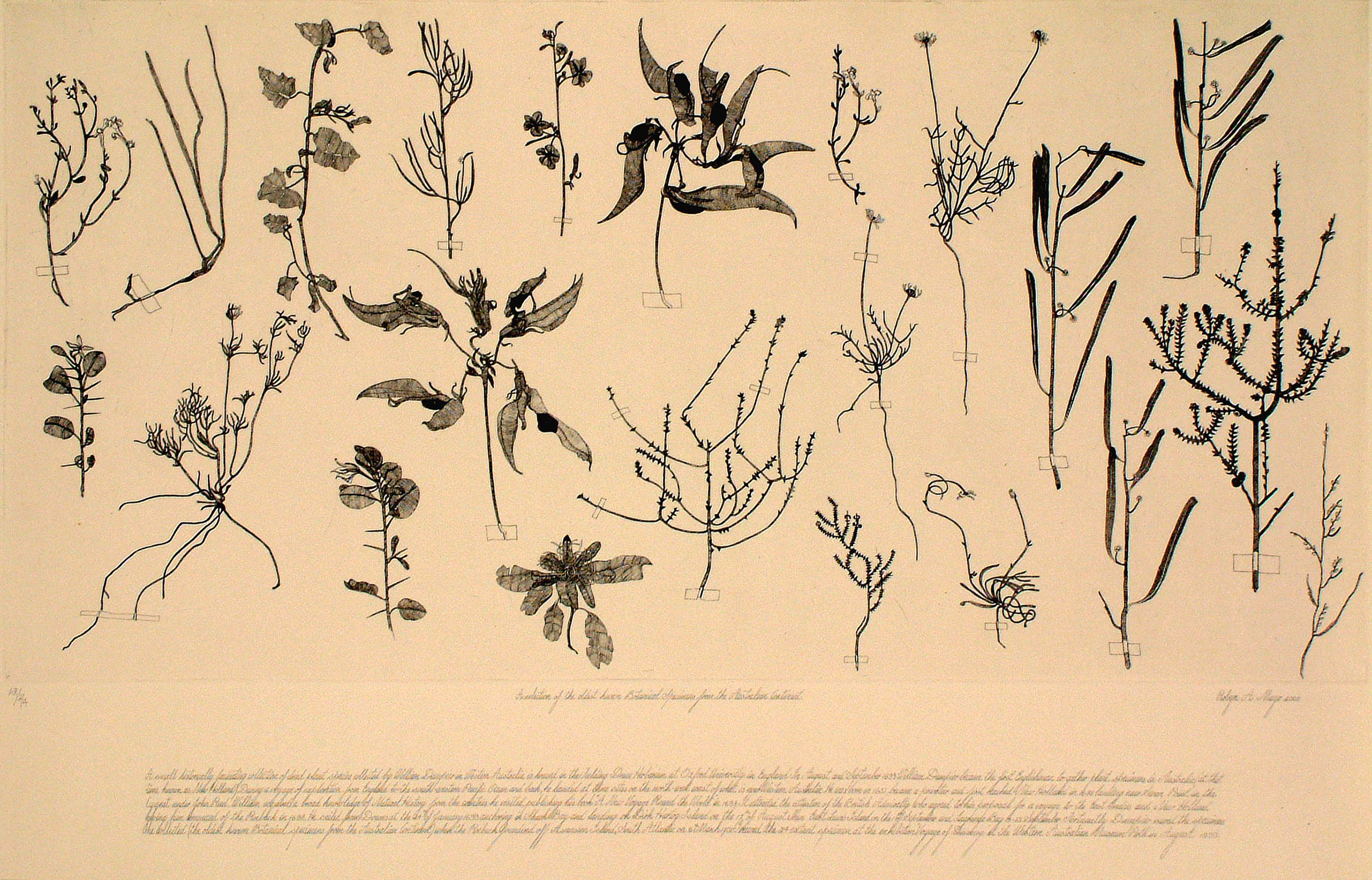 A selection of the oldest known botanical specimens from the Australian continent_ etching, executed in 2000, edition of 20_plate 50x100cm
