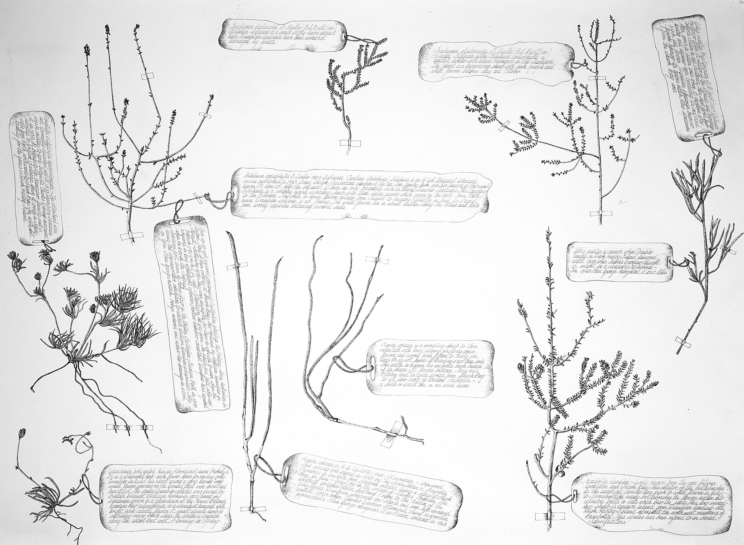 A Selection of the oldest known botanical specimens from the Australian Continent Collected by William Dampier In 1699, ink, each 60 x 72cm SOLD
