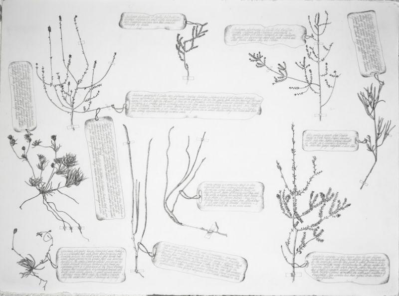 A Selection of the oldest known botanical specimens from the Australian Continent Collected by William Dampier In 1699, ink, each 60 x 72cm SOLD
