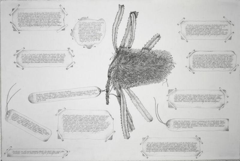 Banksia Serrata 2001 Ink Each 60 X 72Cm