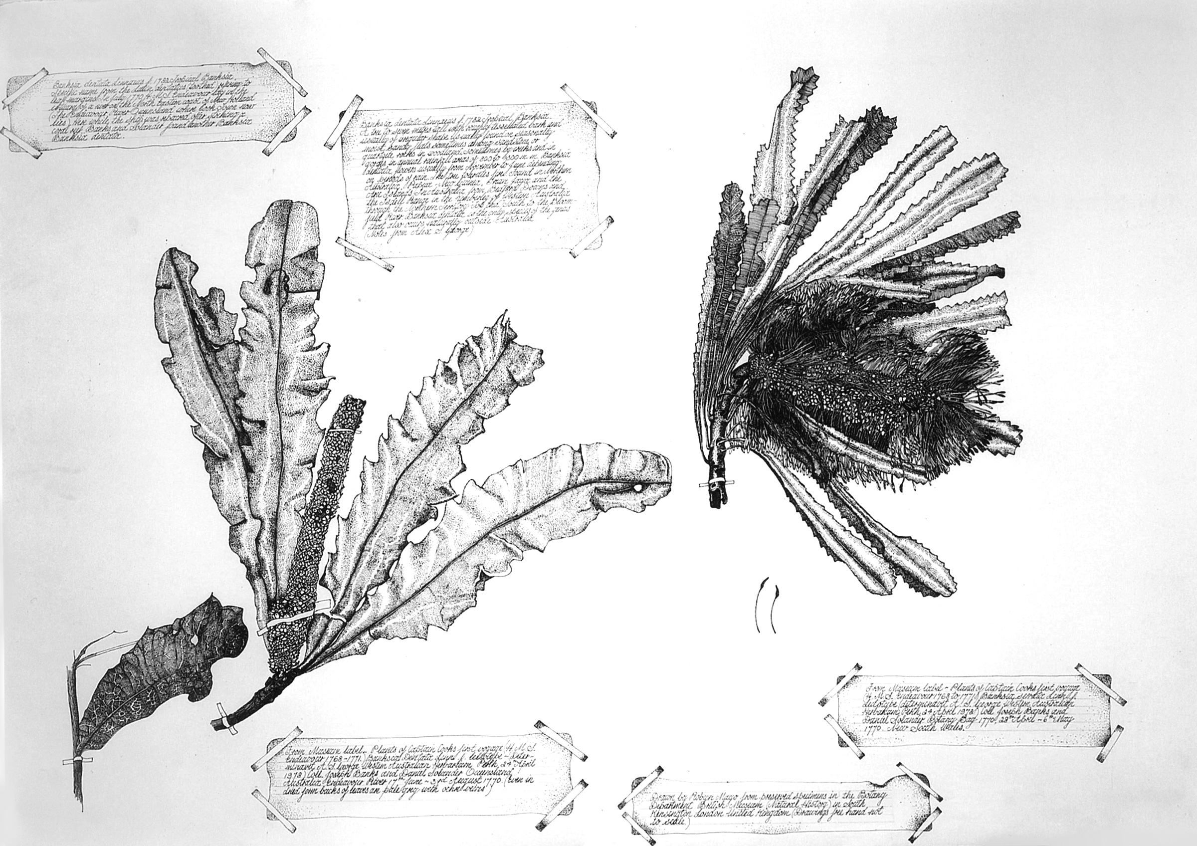 Banksia Serrata Banksia Dentate, 2002, Ink, each 60 x 72cm SOLD