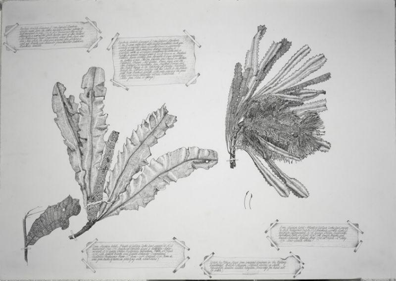 Banksia Serrata Banksia Dentate 2002 Ink Each 60 X 72Cm