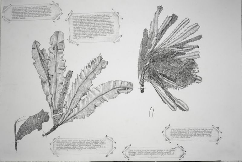 Banksia Serrata Banksia Dentate, 2002, Ink, each 60 x 72cm SOLD