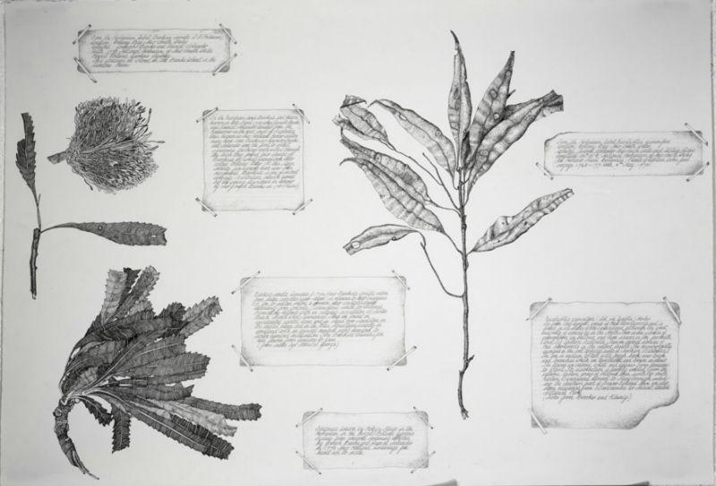 Banksia Serrata with Eucalyptus Gummifersa, 2001, Ink, each 60 x 72cm SOLD