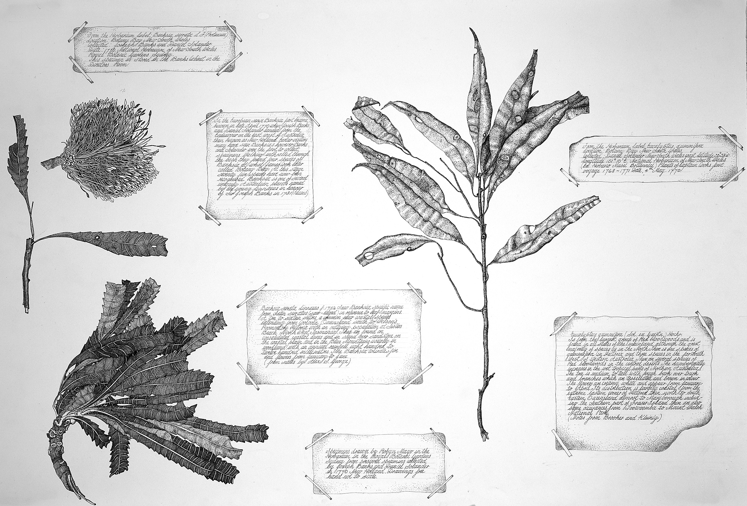 Banksia Serrata with Eucalyptus Gummifersa, 2001, Ink, each 60 x 72cm SOLD