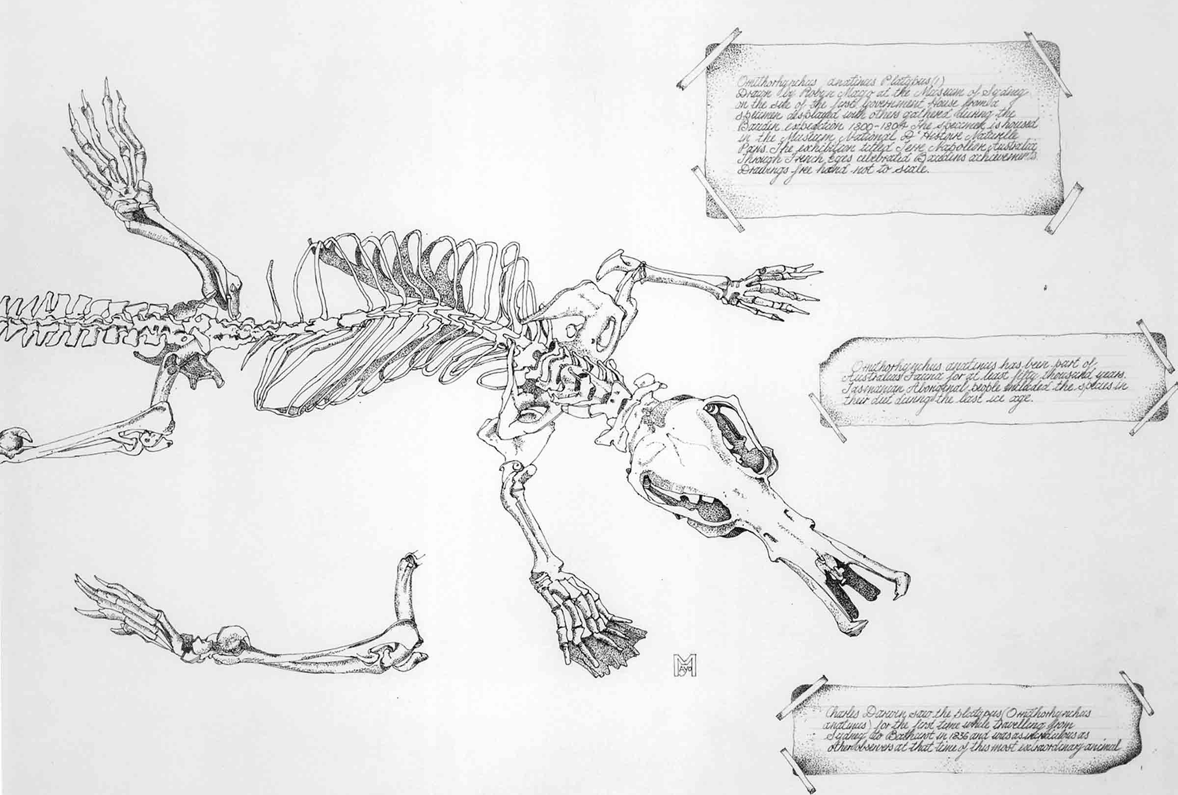 Baudin’s Platypus, 1999, ink 60 x 72cm