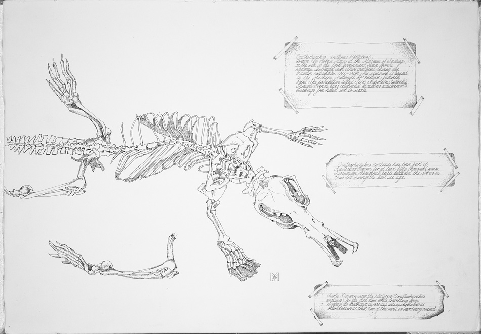 Baudin’s Platypus, 1999, ink 60 x 72cm
