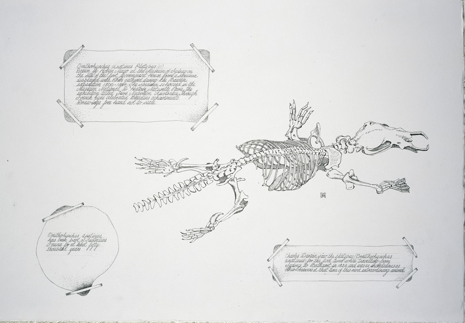 Baudin’S Platypus 2 1999 ink 60 X 72Cm