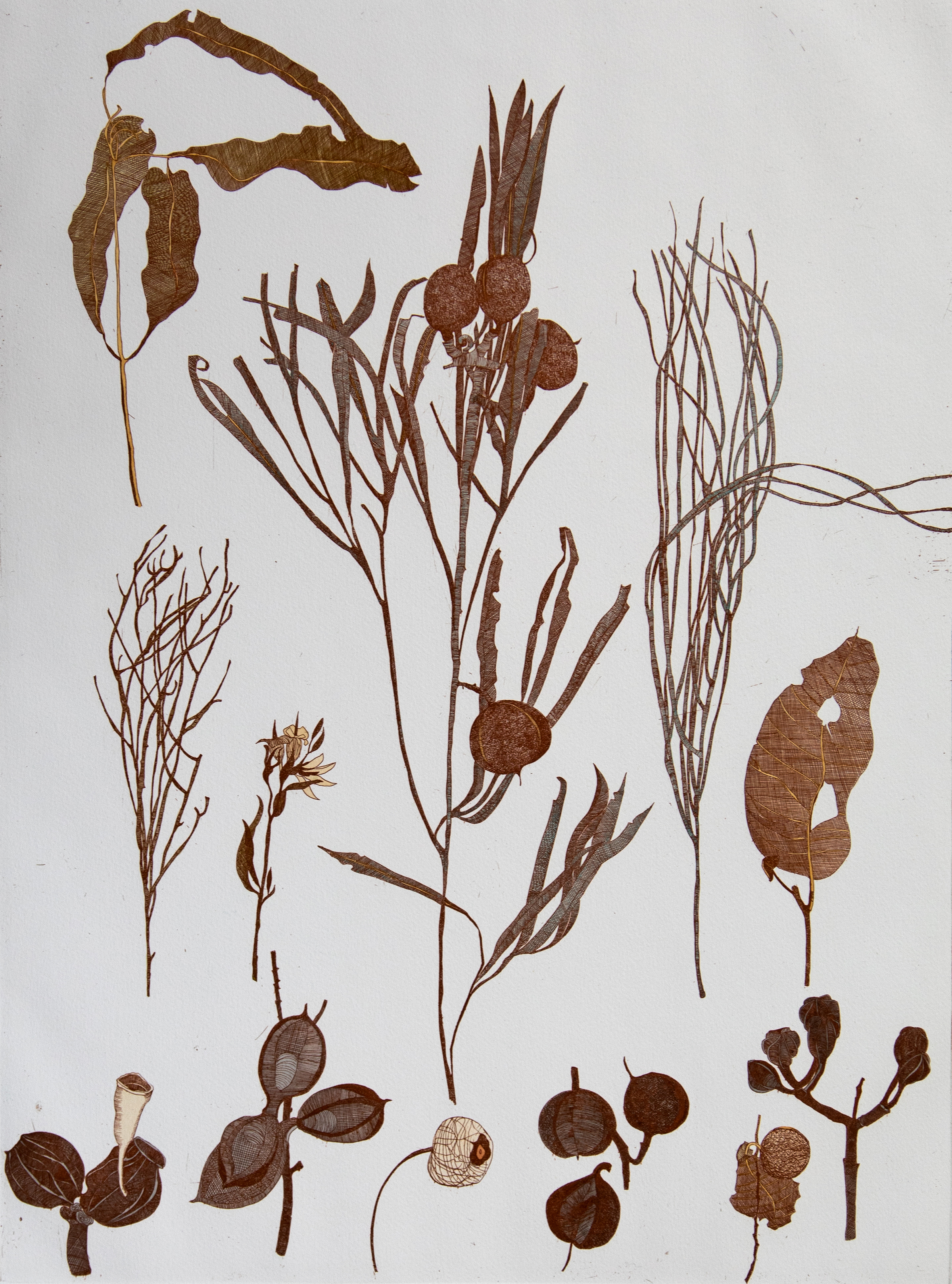 Collected specimens, Kimberley Region_etching, edition of 15_60 x 45cm