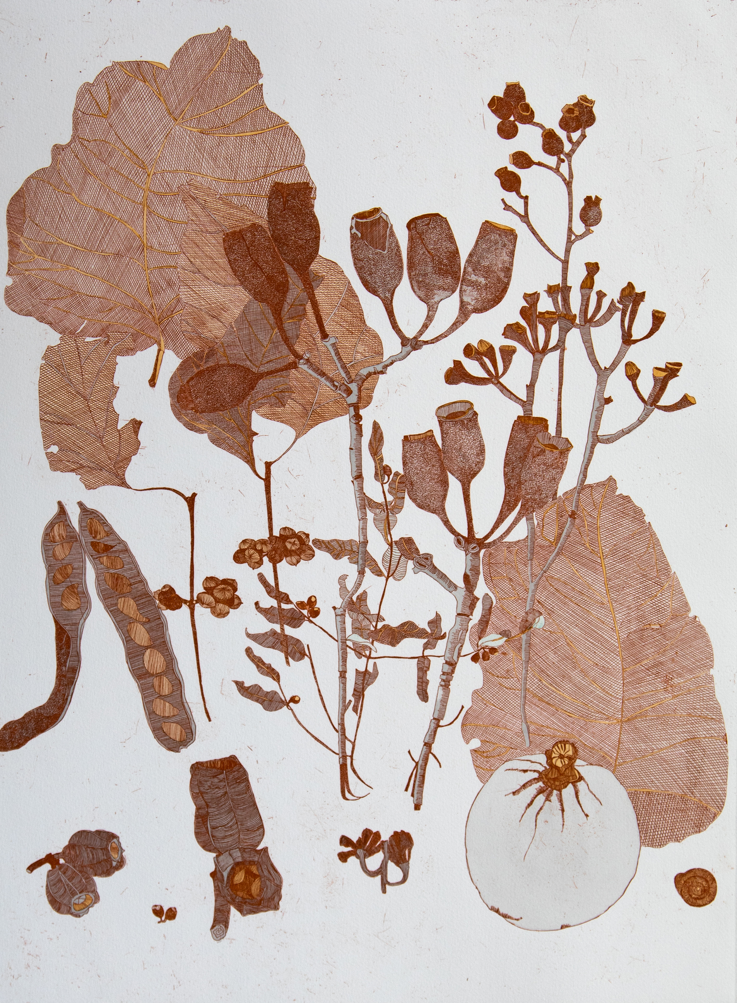 Collected specimens, Kimberley Region_etching, edition of 15_60 x 45cm