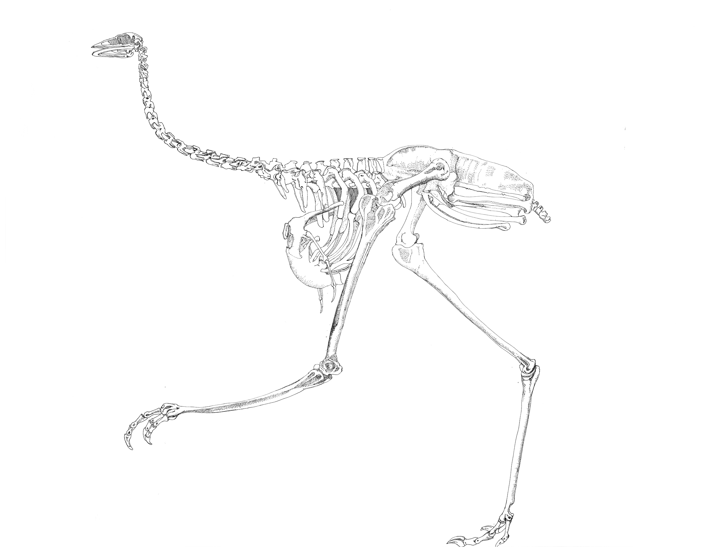 Emu Skeleton, ink drawing, 57 X 79cm
