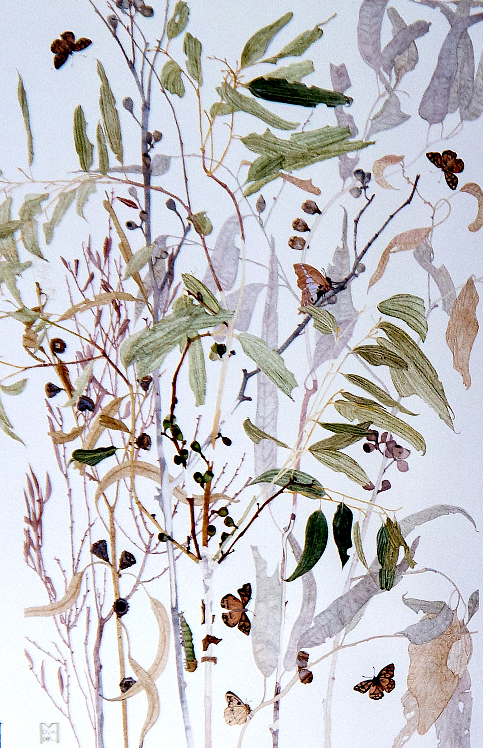 Eucalypt with butterflies, from Artistic Reflections on the Tree_watercolour_102 x 75mm 