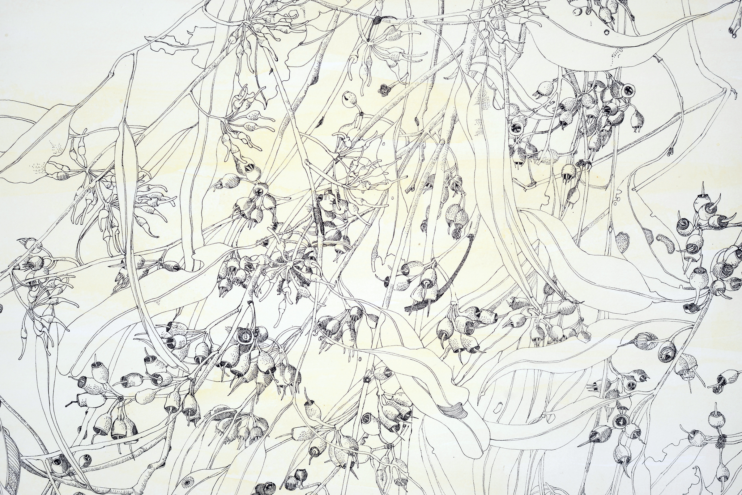 Field Study, ink drawing, 57 X 77cm