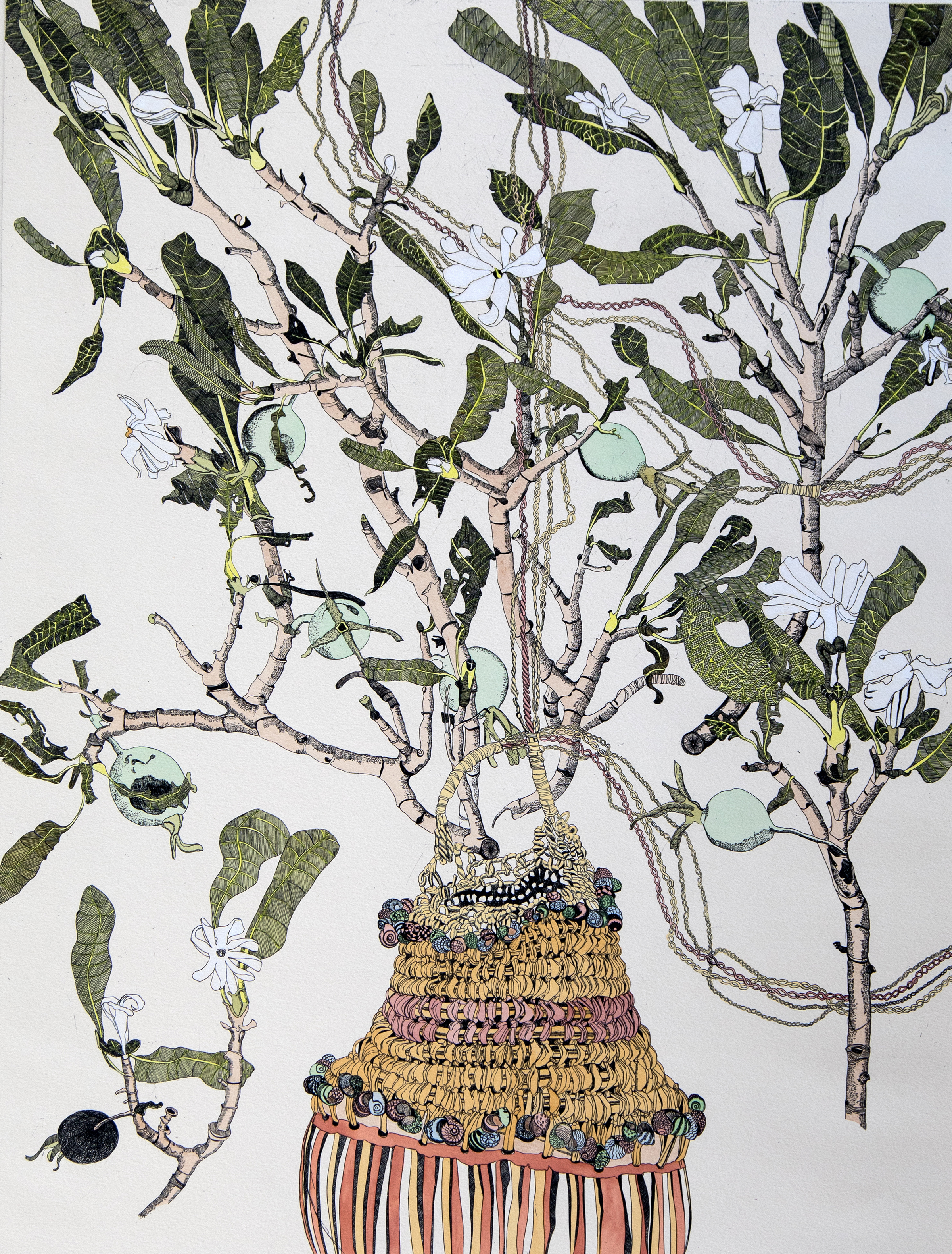 Gardenia With Aboriginal Basket_etching, edition of 30_60 x 45cm