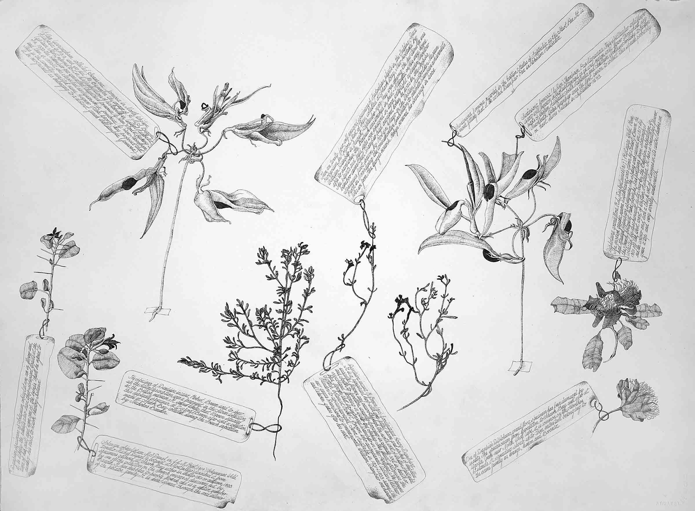 A Second Selection Of The Oldest Known Botanical Specimens From The Australian Continent Collected By William Dampier In 1699 Ink Each 60 X 72Cm