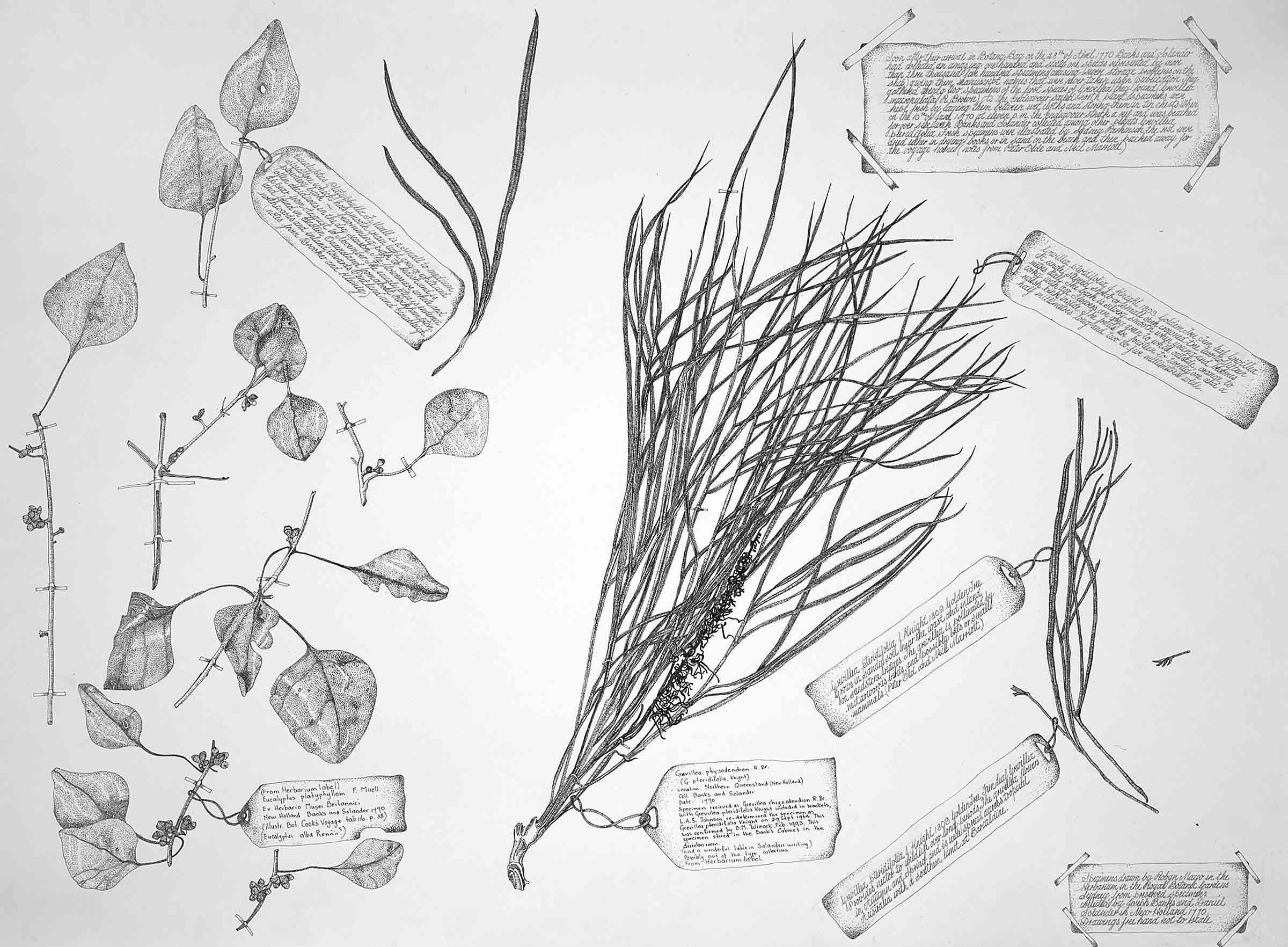 Grevillia Pteridifolia Eucaptus Platyphyalla, 2002, ink, each 60 x 72cm