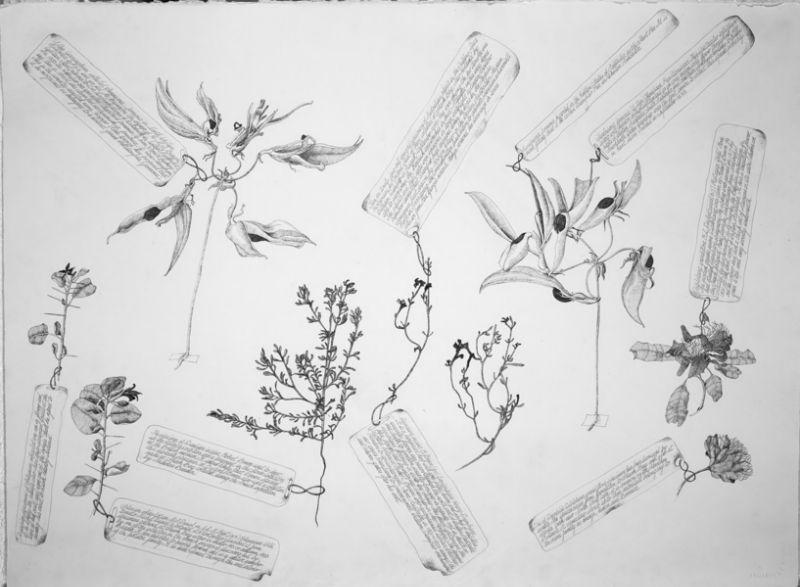 A Second Selection Of The Oldest Known Botanical Specimens From The Australian Continent Collected By William Dampier In 1699 Ink Each 60 X 72Cm