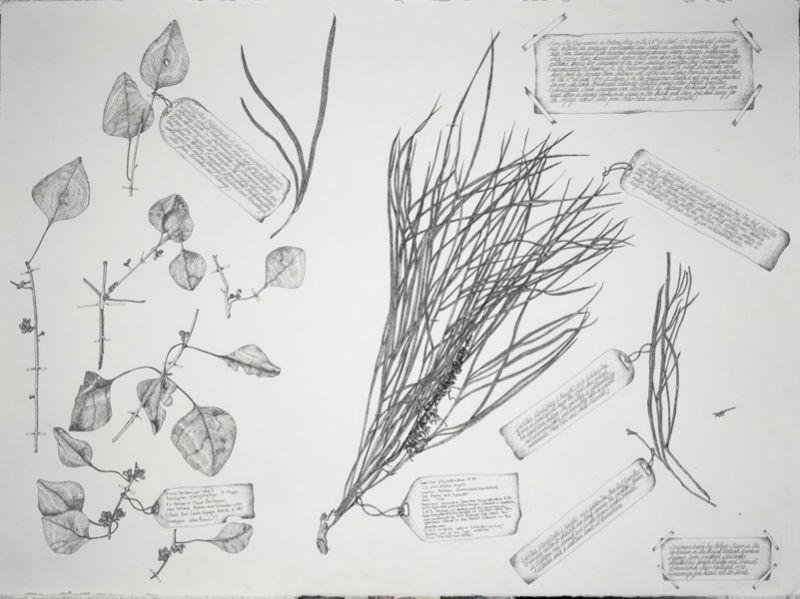 Grevillia Pteridifolia Eucaptus Platyphyalla 2002 Ink Each 60 X 72Cm