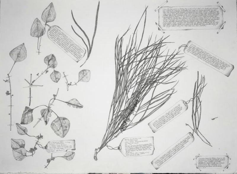 Grevillia Pteridifolia Eucaptus Platyphyalla 2002 Ink Each 60 X 72Cm