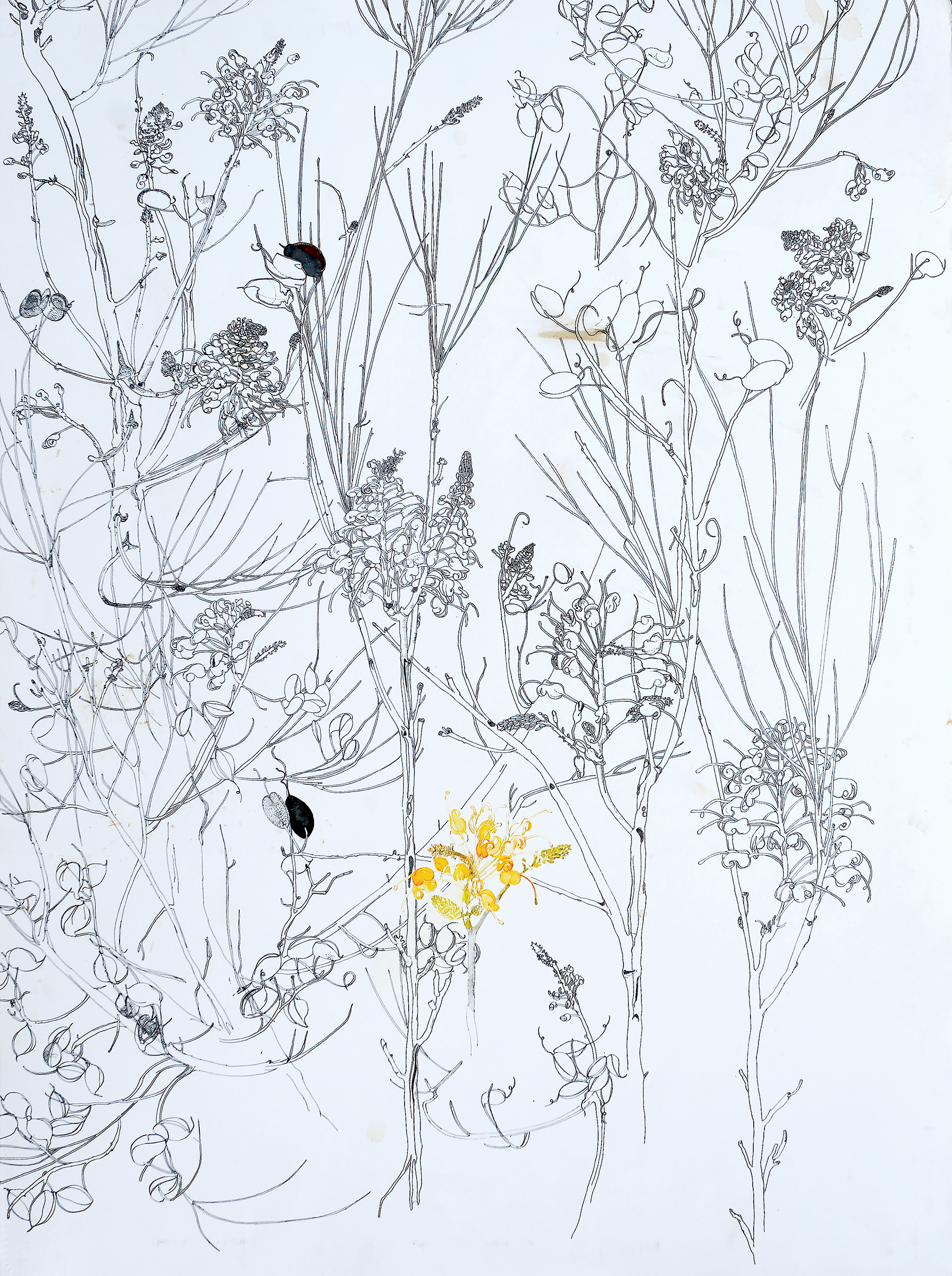 Honeysuckle Oak, watercolour ink drawing, 79 X 57cm