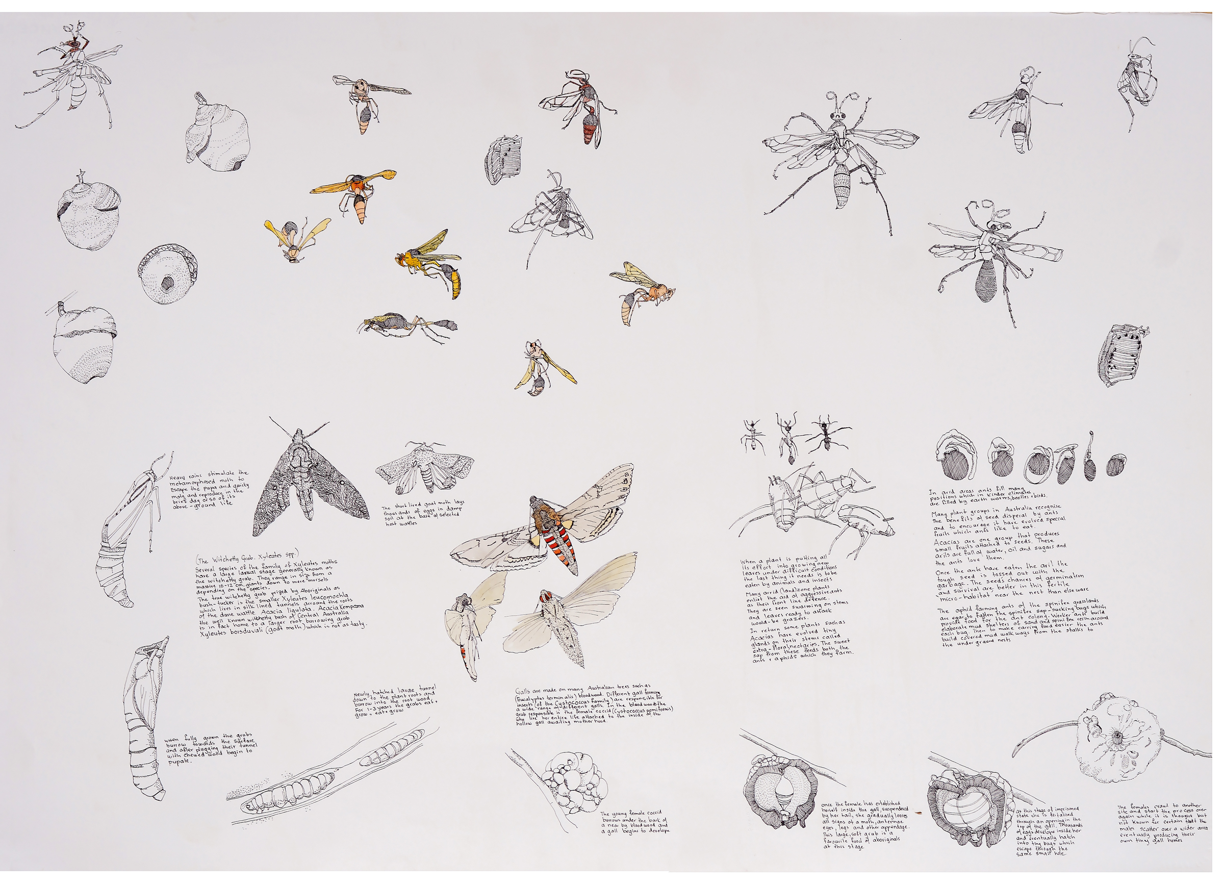 Insect  Study, From Specimens Donated By The  Strehlow  Research  Centre To The  Olive  Pink  Botanic  Garden