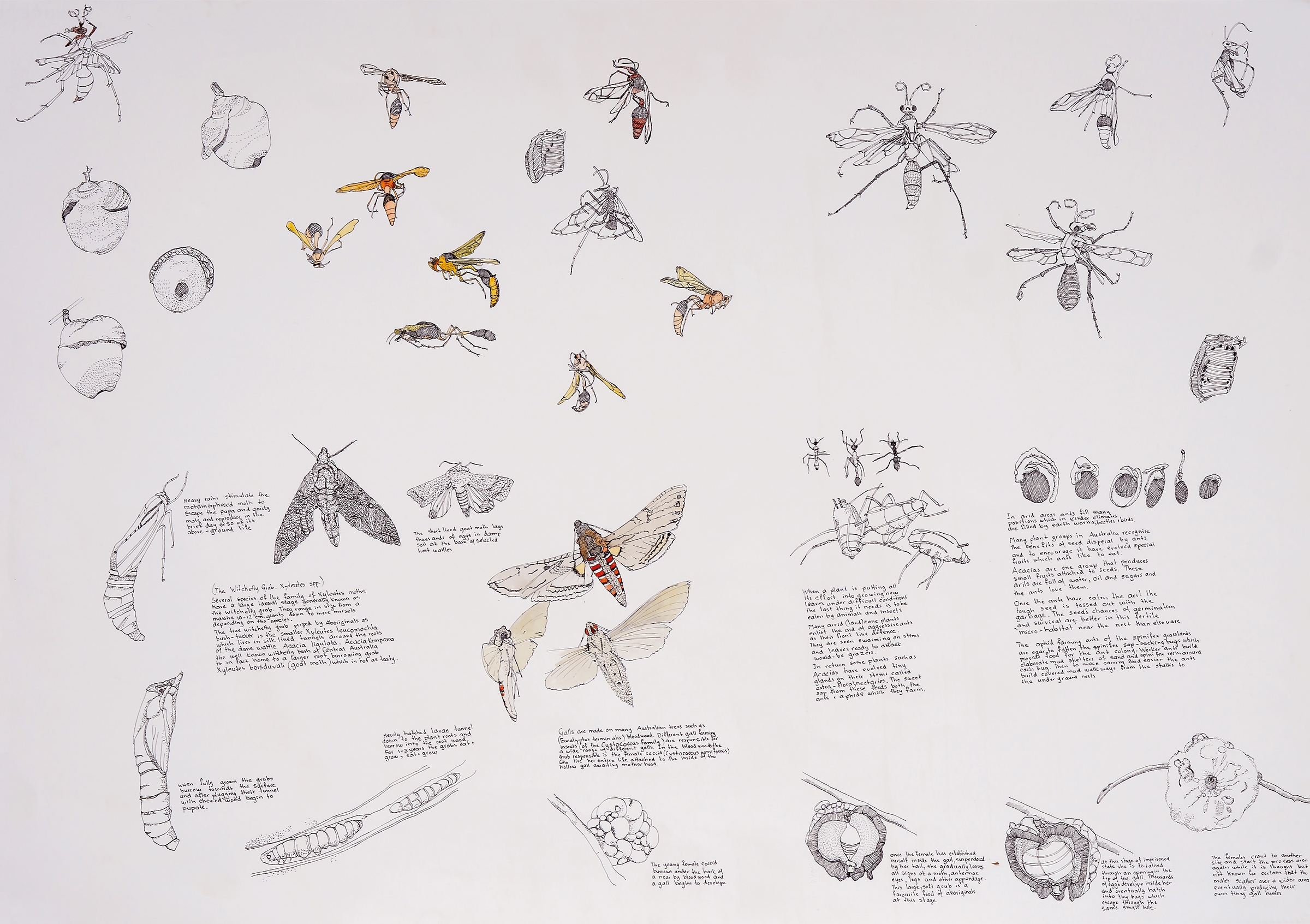 Insect Study, ink drawing with some watercolour, 57 X 77cm