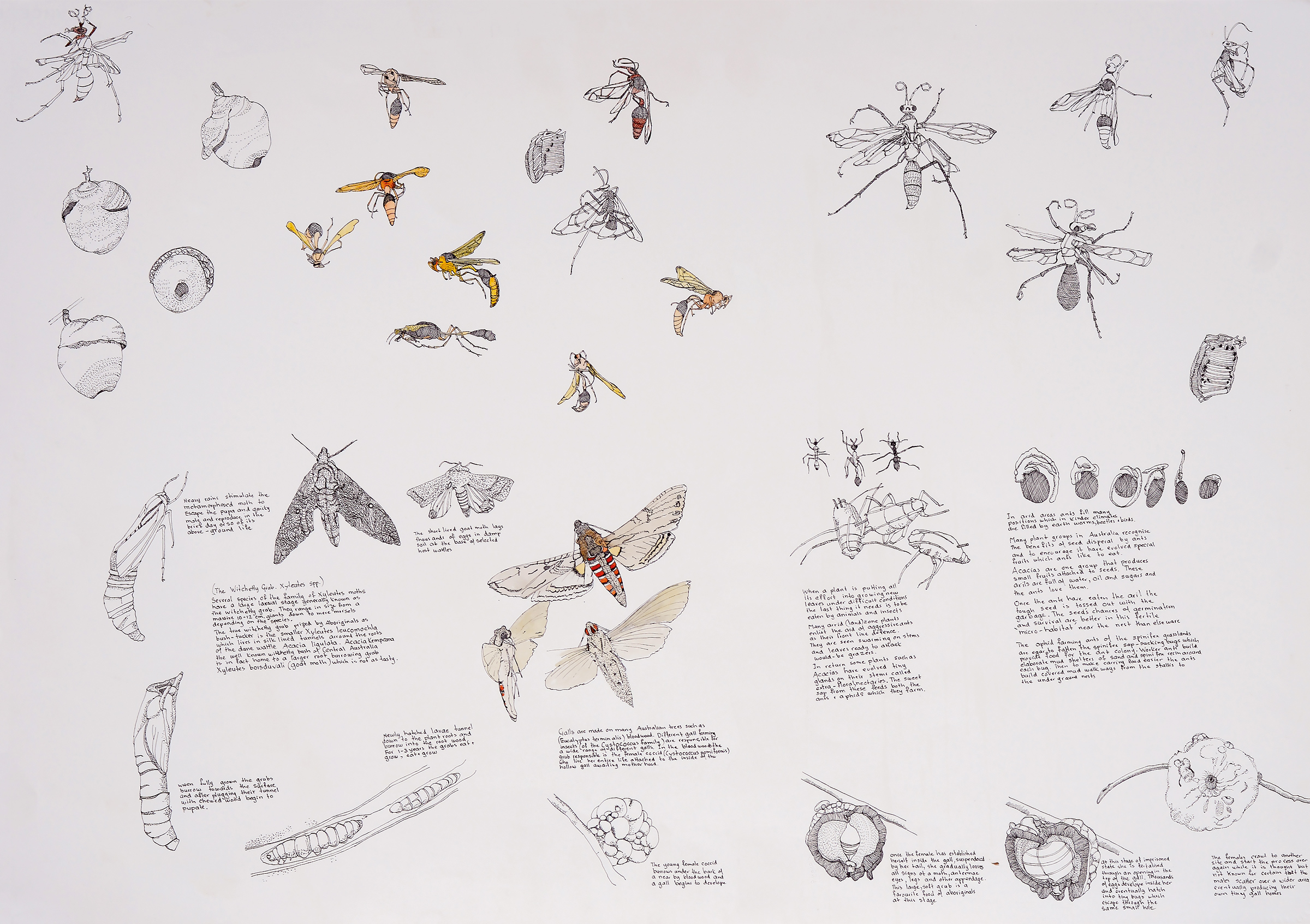 Insect Study, ink drawing with some watercolour, 57 X 77cm