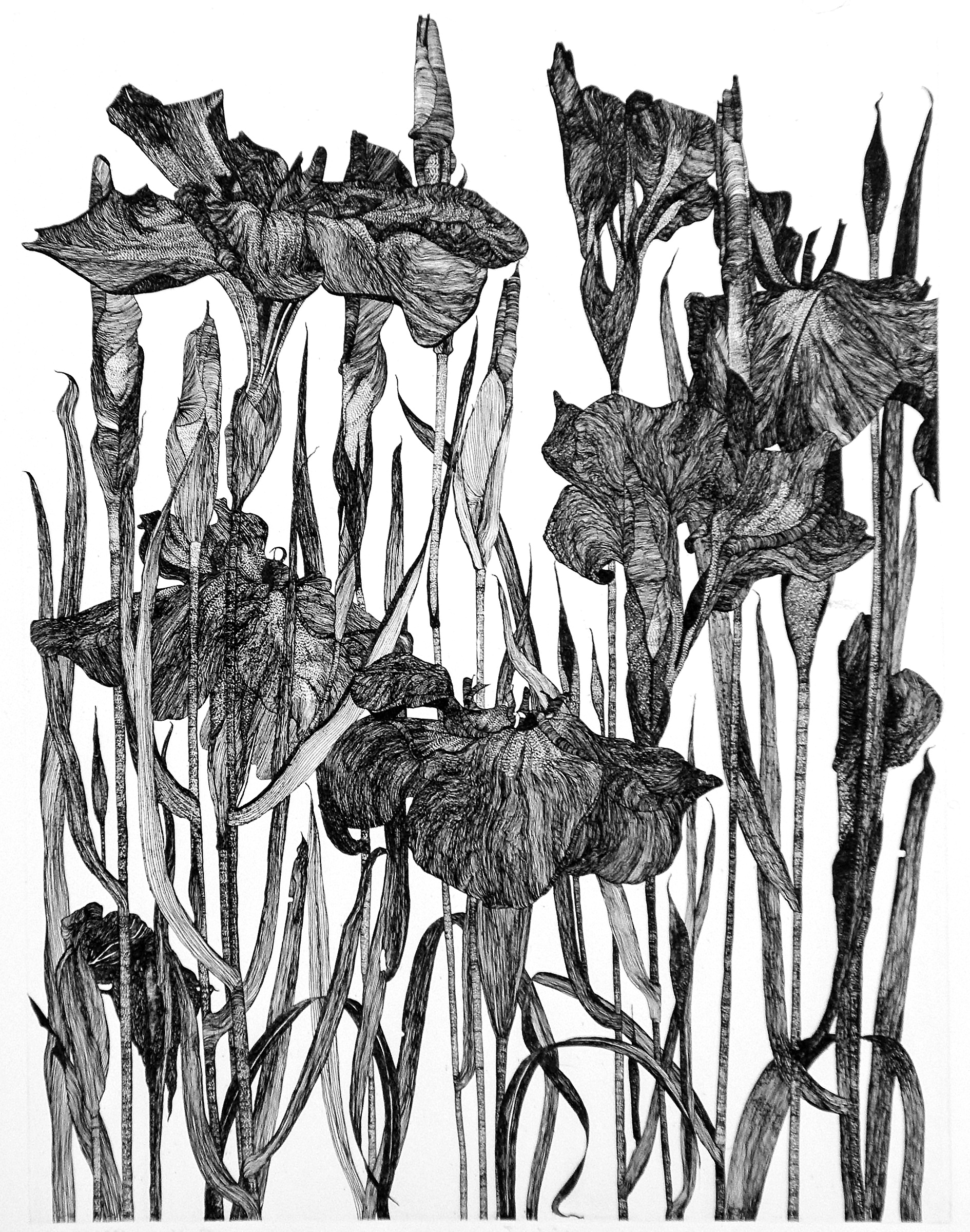 Iris, 1990_etching plate_60 x 45cm