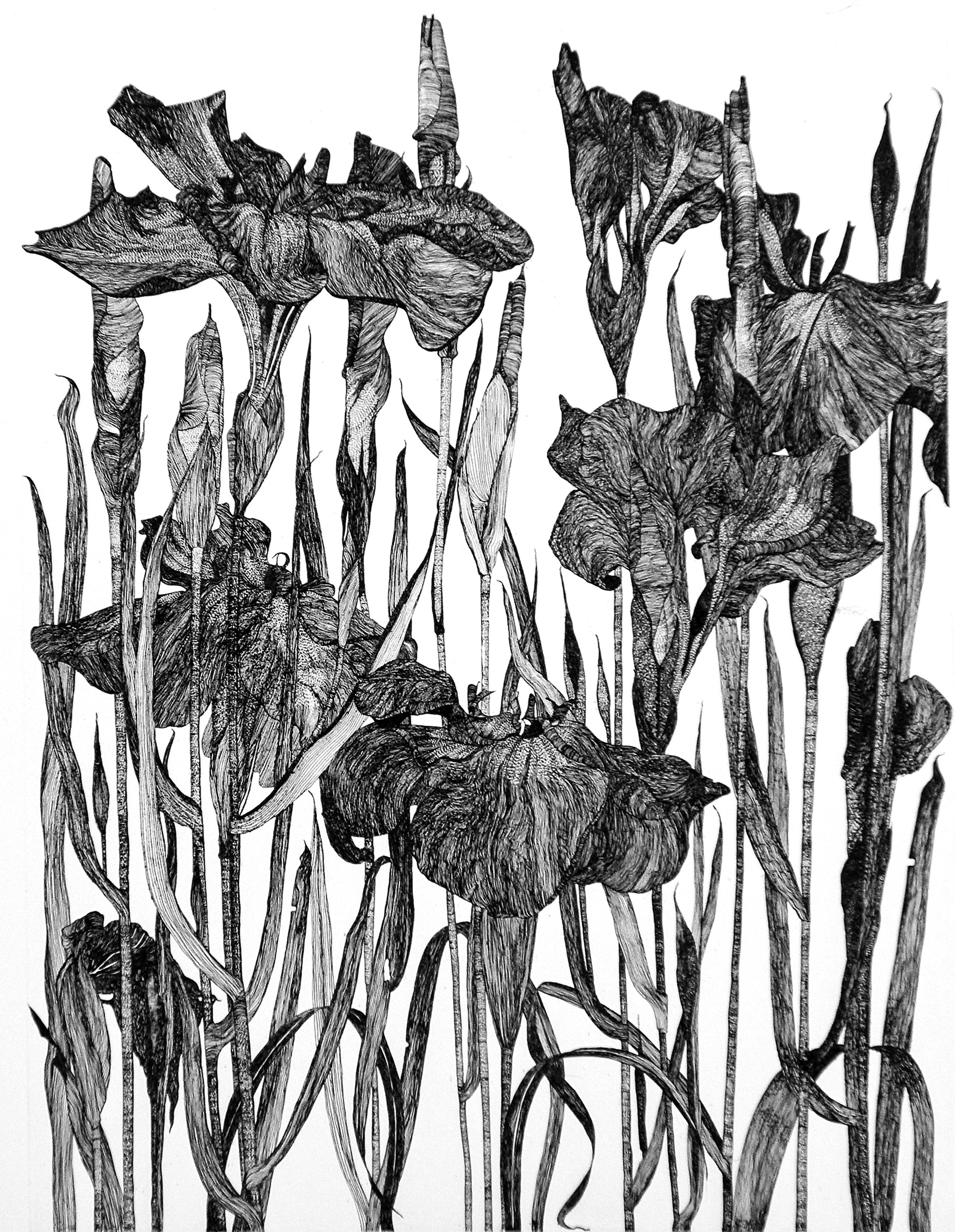Iris 1990 Uncoloured Etching Plate 60 X 45Cm