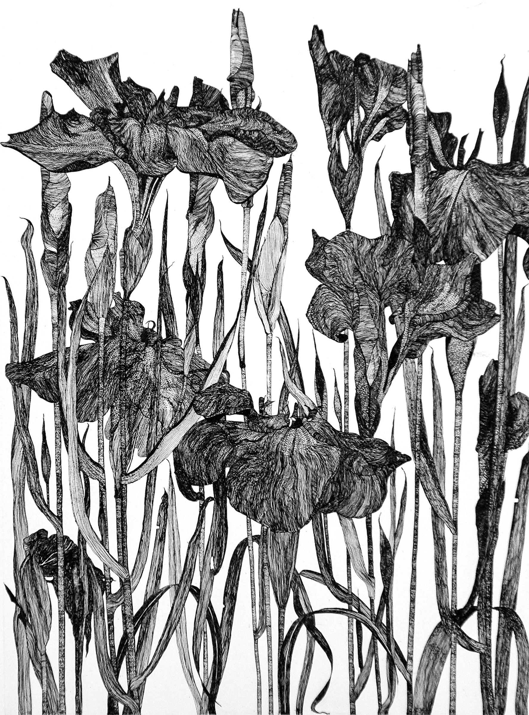 Iris 1990 Uncoloured Etching Plate 60 X 45Cm