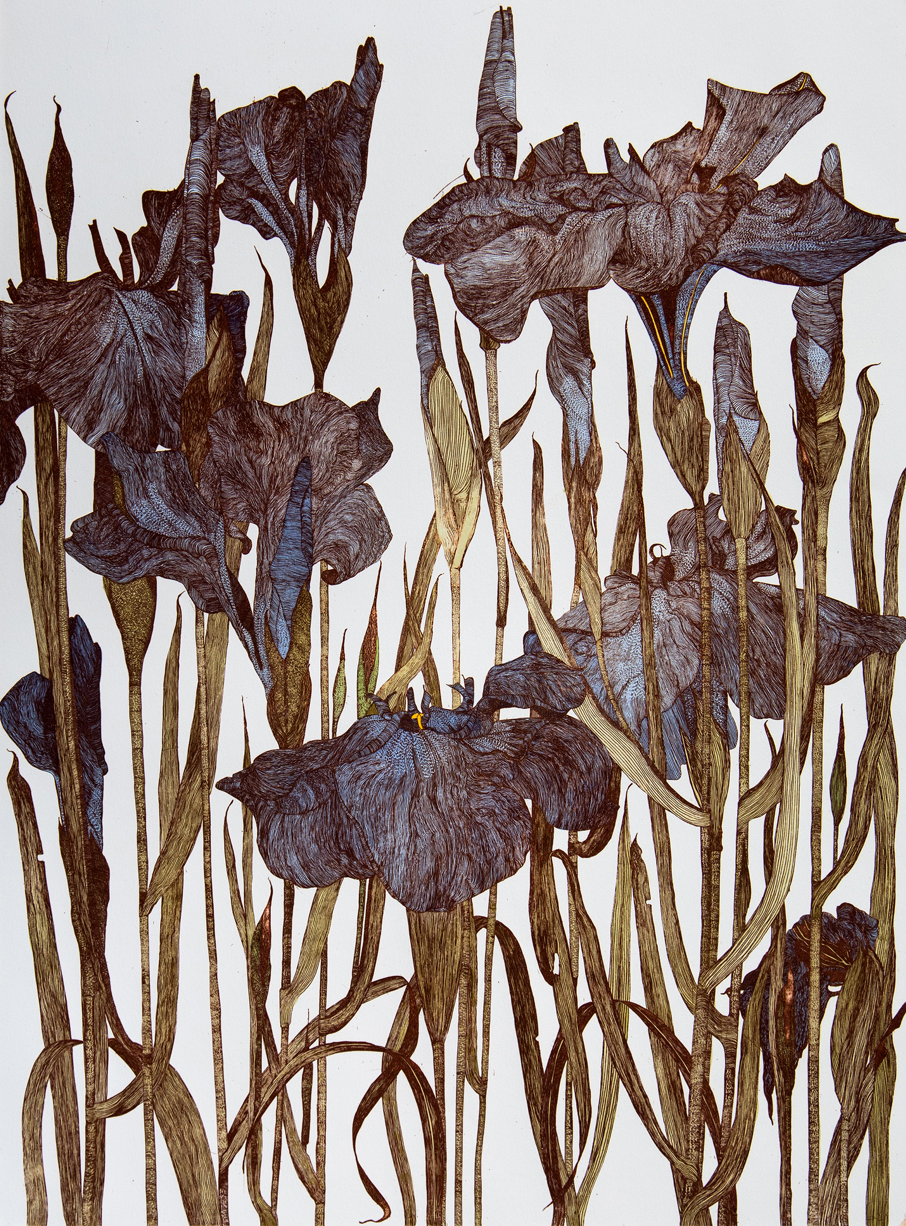 Iris 1990 Etching Plate 60 X 45Cm