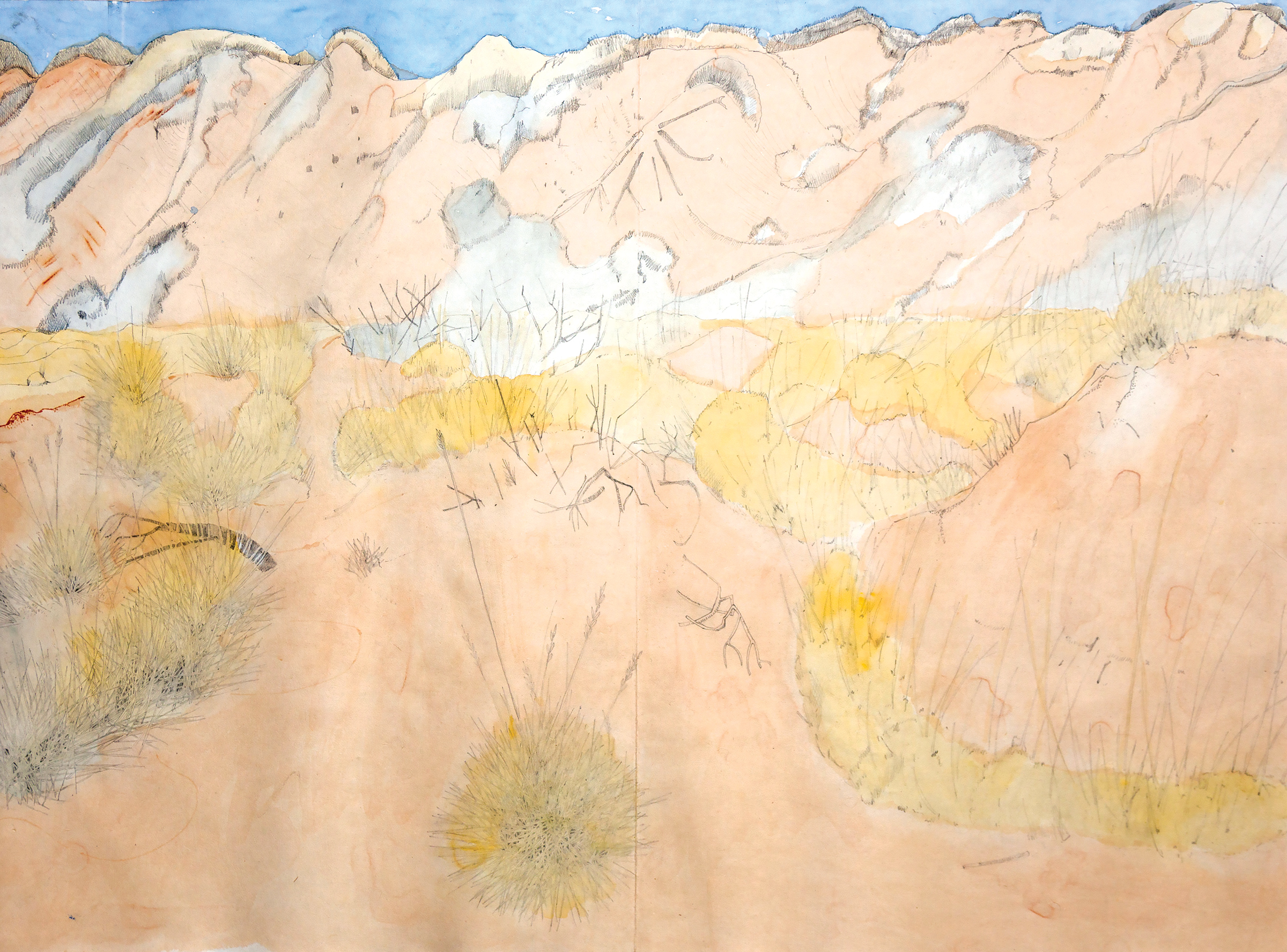 Lobed Spinifex, watercolour, pencil drawing, Concertina Book, 45 X 62cm