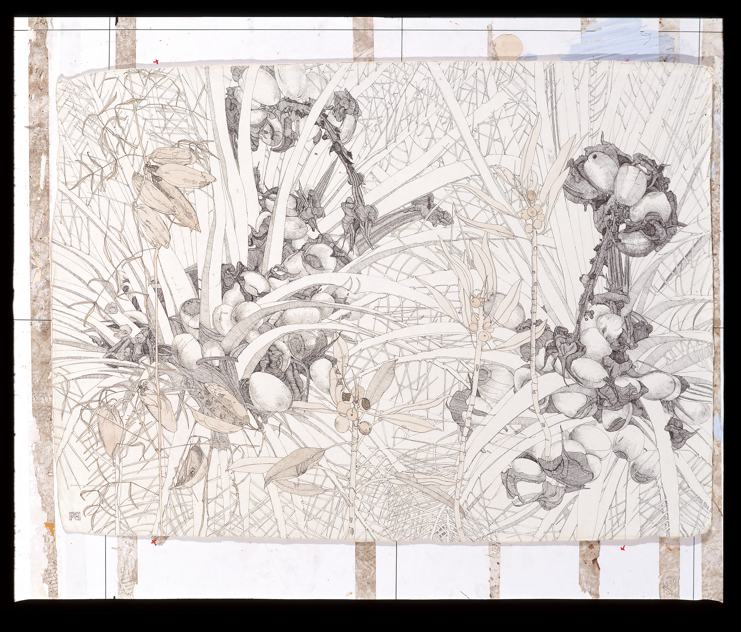 Mac Donnell  Ranges  Cycad