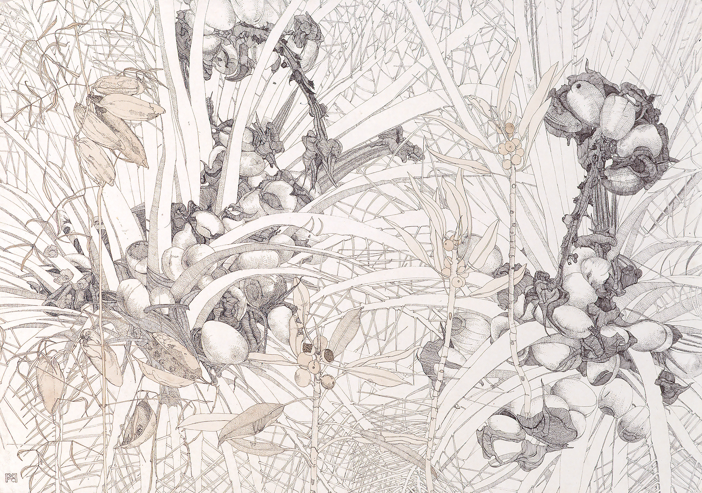 Mac Donnell Ranges Cycad, ink drawing, 57 X 79cm