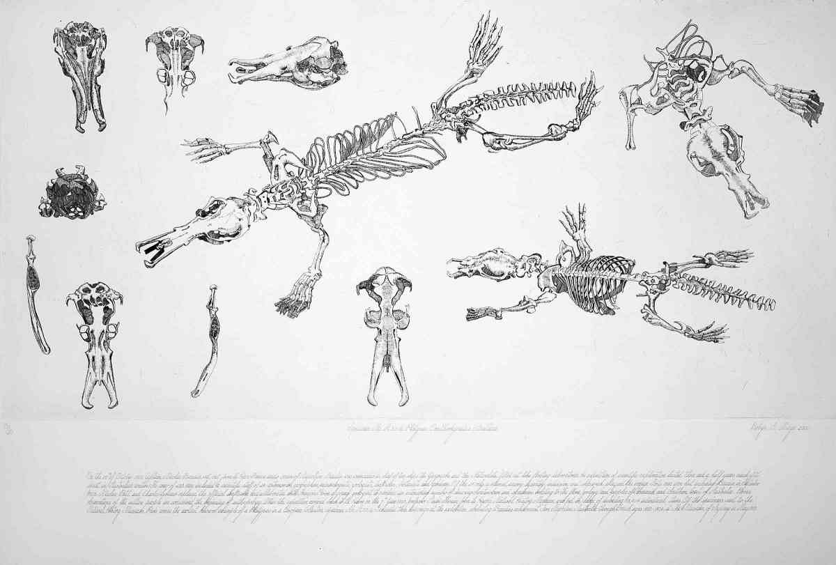 Baudin’s Platypus, 1999, etching 60 x 72cm SOLD