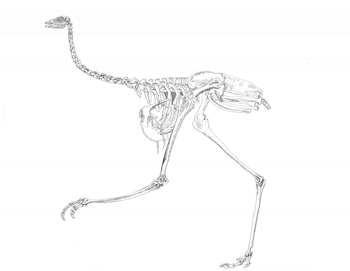 Emu Skeleton, ink drawing, 57 X 79cm