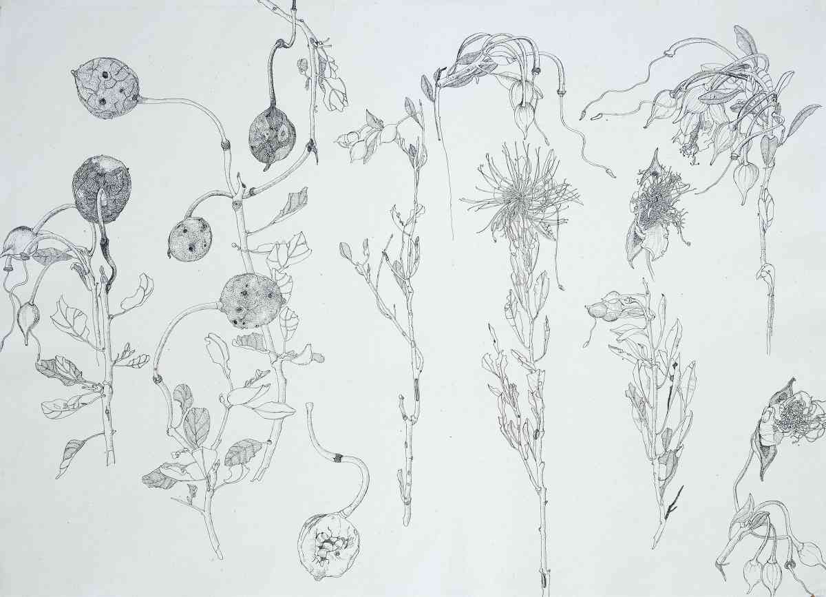 Field Sketch, ink drawing, 57 X 79cm