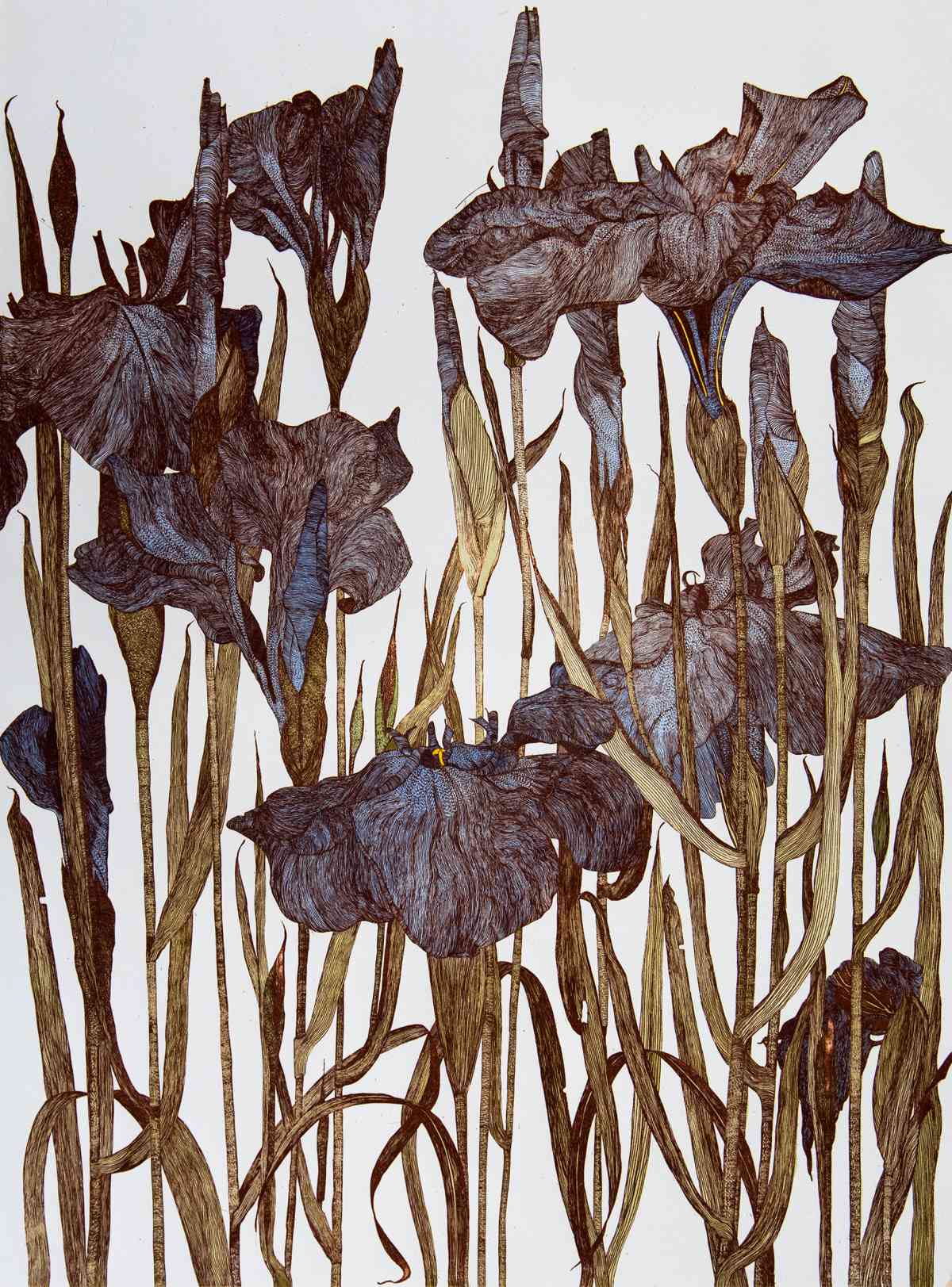 Iris 1990_etching_60 x 45cm