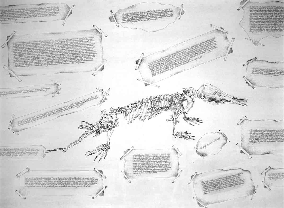 Platypus Skeleton in Queen Victoria Museum Launceston, 2005, ink, 56 x 76cm SOLD