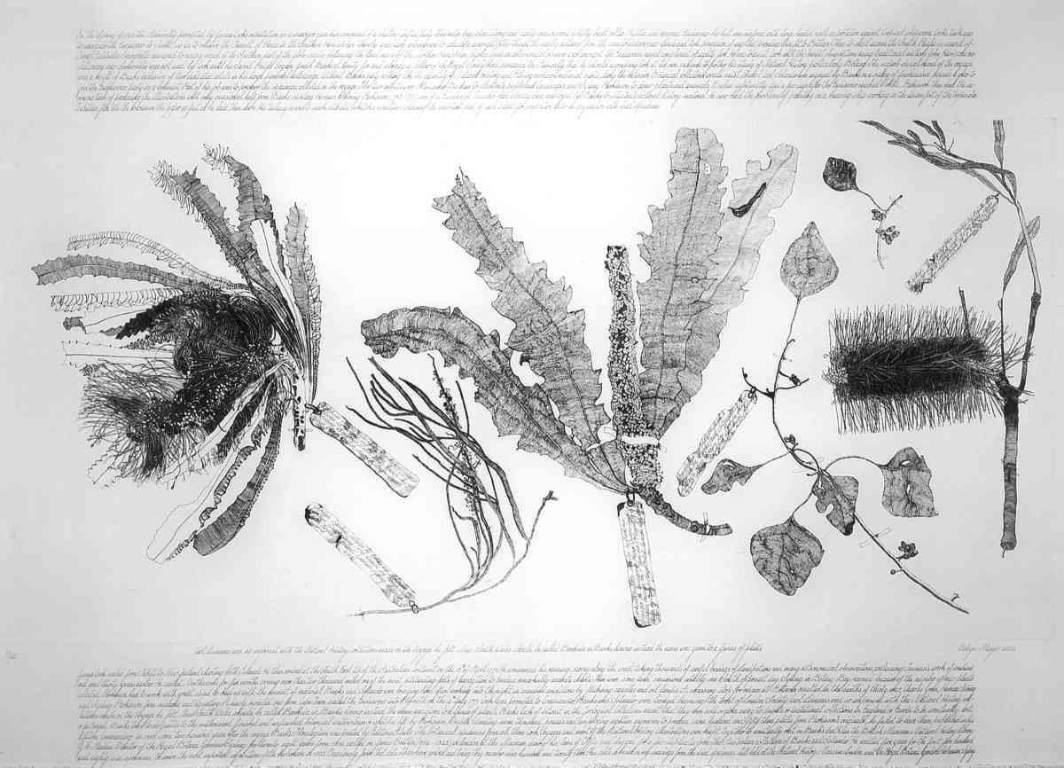 Specimens collected by Banks & Solander on Cook’s first voyage, 1770_ etching executed in 2002, edition of 20_plate 50 x 100cm